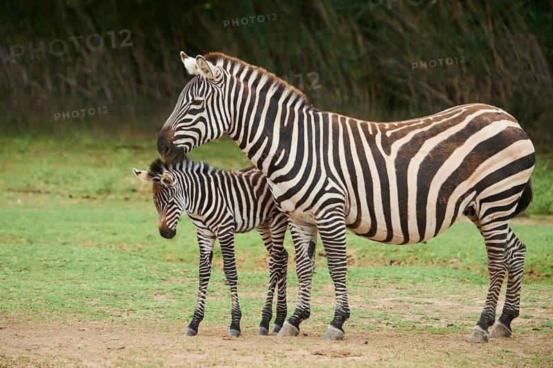 Plains zebra (Equus quagga) mother with foal in the dessert, captive, distribution Africa