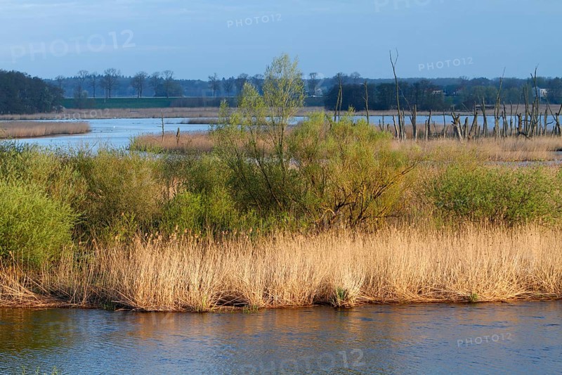 Wetland biotope in the Peene valley, waterlogged meadows, rare habitat for endangered plants and animals, view of the Randow loop of the Peene from the village of Pensin, cut through a meander of the Peene, rewetting of agricultural land, Peene Valley River Landscape nature park Park, Mecklenburg-Western Pomerania, Germany, Europe