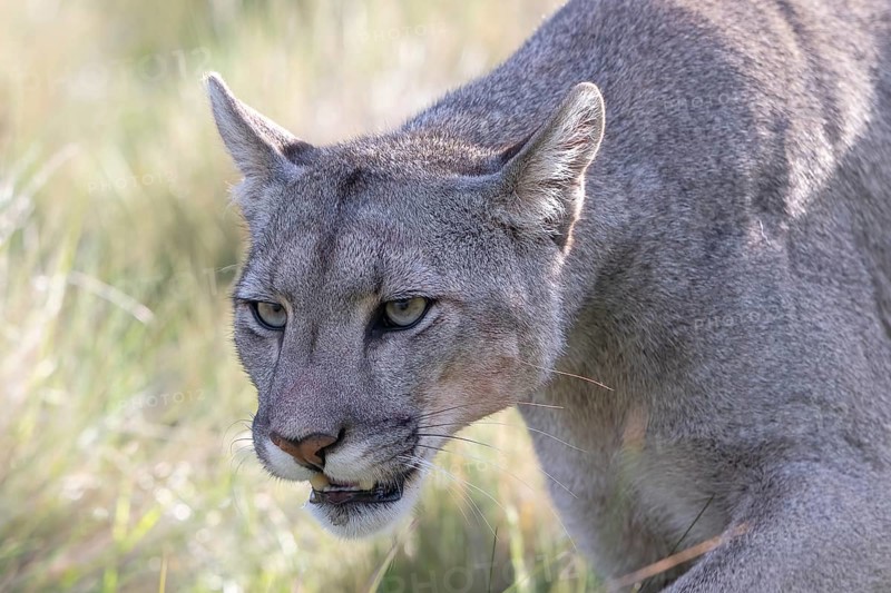 Cougar (Cougar concolor), silver lion, mountain lion, cougar, panther, small cat, animal portrait, Torres del Paine National Park, Patagonia, end of the world, Chile, South America