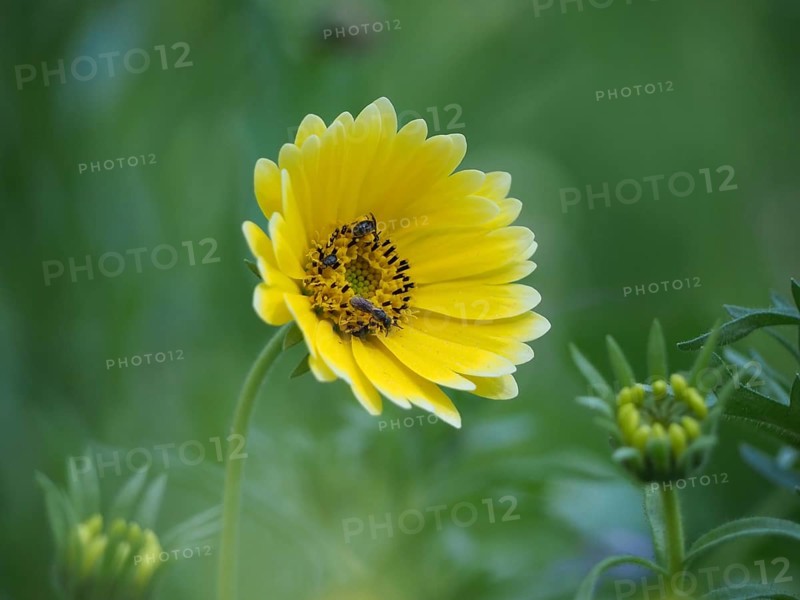 Insects fetching nectar from flower