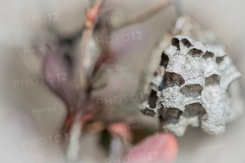 Closeup of empty wasp nest in bright natural light with blurred background