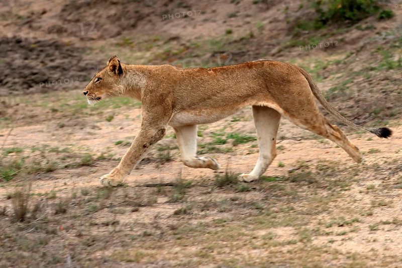 Lion (Panthera leo), adult, female, running, Sabi Sand Game Reserve, Kruger National Park, Kruger National Park, South Africa, Africa