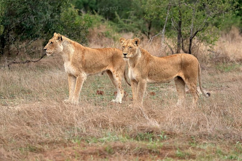 Lion (Panthera leo), adult, female, two females, vigilant, Sabi Sand Game Reserve, Kruger National Park, Kruger National Park, South Africa, Africa