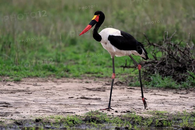 Saddle-billed stork (Ephippiorhynchus senegalensis), adult, foraging, at the water, Kruger National Park, Kruger National Park, South Africa, Africa