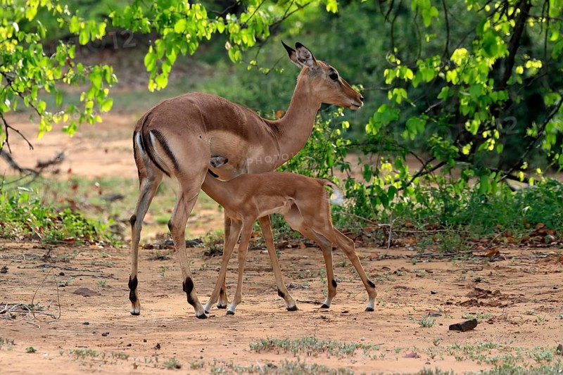 Black Heeler Antelope, (Aepyceros melampus), adult, female, young, suckling, mother with young, Kruger National Park, Kruger National Park, South Africa, Africa