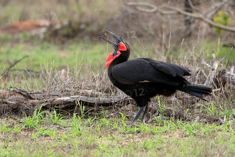 Southern ground hornbill (Bucorvus leadbeateri), adult, foraging, feeding, with prey, Kruger National Park, Kruger National Park, South Africa, Africa