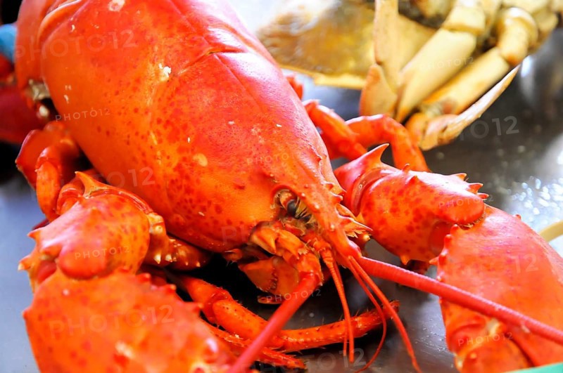 Lobster, Fisherman's Wharf with restaurants, harbour district, San Francisco, California, USA, North America