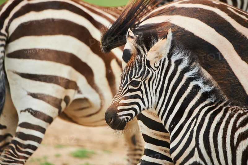 Plains zebra (Equus quagga) foal, portrait, captive, distribution Africa