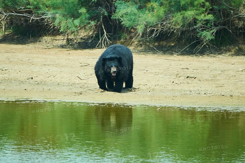 American black bear (Ursus americanus), captive, distribution North America