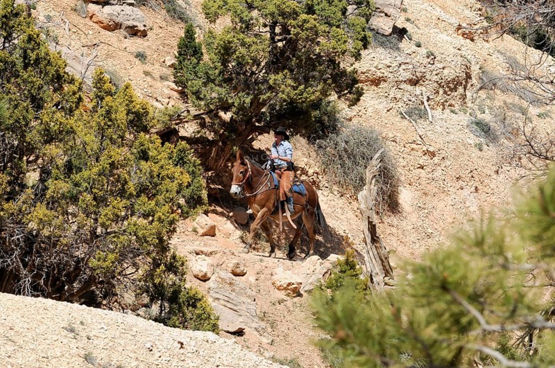 Ranger with horse, Bryce Canyon National Park, Utah, USA, North America