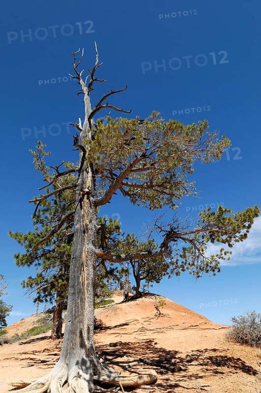 Tree at the canyon rim, Bryce Canyon National Park, Utah, USA, North America