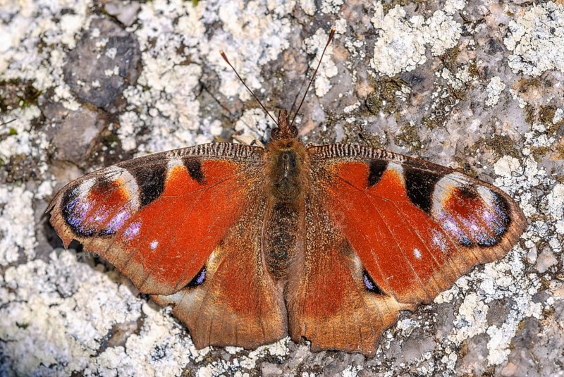European Peacock Butterfly (Aglais io) catching the warmth of the sun in spring. Bas-Rhin, Alsace, Grand Est, France, Europe