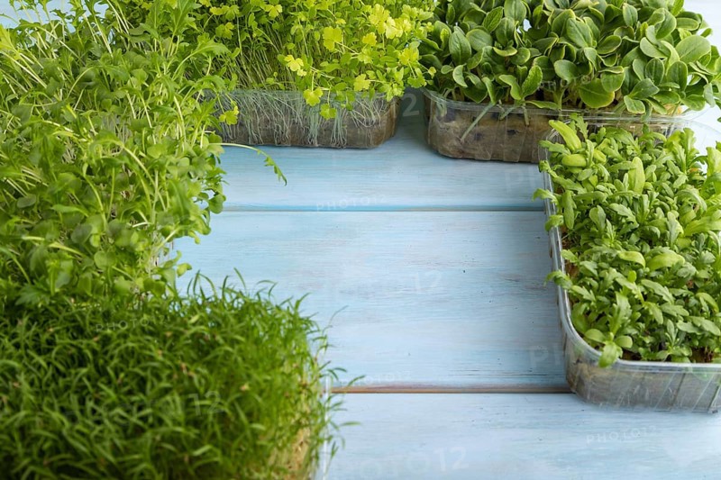 Set of boxes with microgreen sprouts of spinach, carrot, chrysanthemum, borage, mizuna cabbage on blue wooden background. Side view, copy space