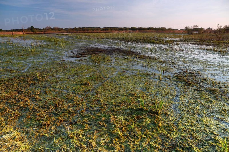 Wetland biotope in the Peene valley, waterlogged meadows, rare habitat for endangered plants and animals, Flusslandschaft Peenetal nature park Park, Mecklenburg-Western Pomerania, Germany, Europe