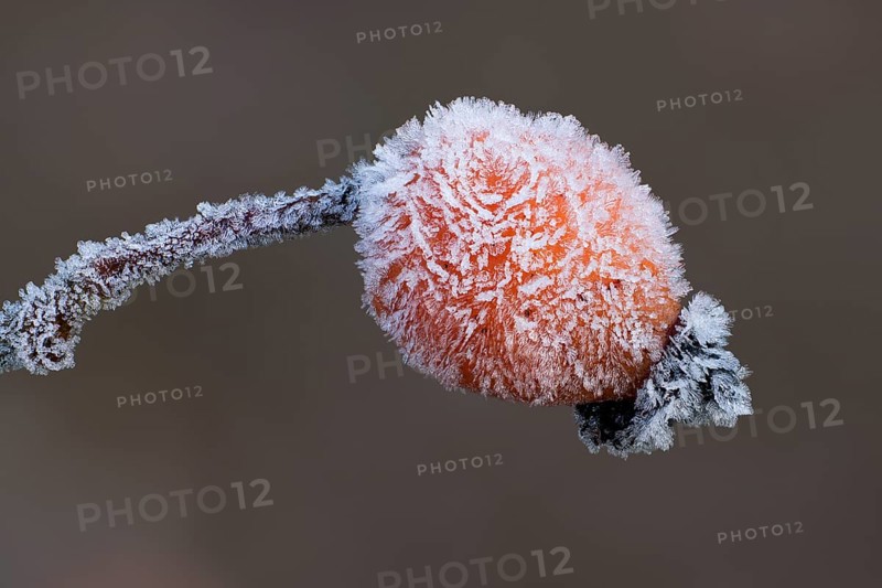 Rosehip with ice crystals