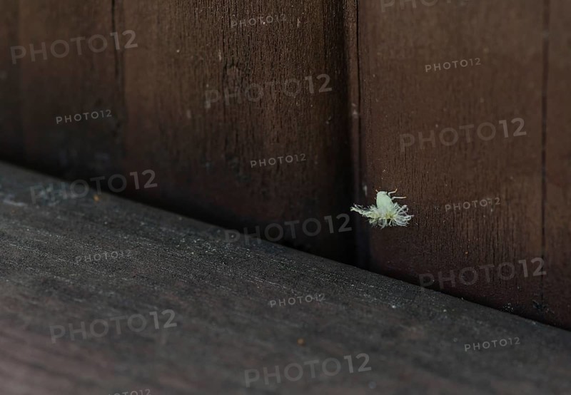 Beautiful Ricaniidae Planthopper nymph plant hopper on wooden fence railing