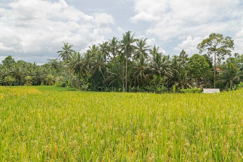 Rice fields in countryside, Ubud, Bali, Indonesia, green grass, large trees, jungle and cloudy sky. Travel, tropical, agriculture, Asia
