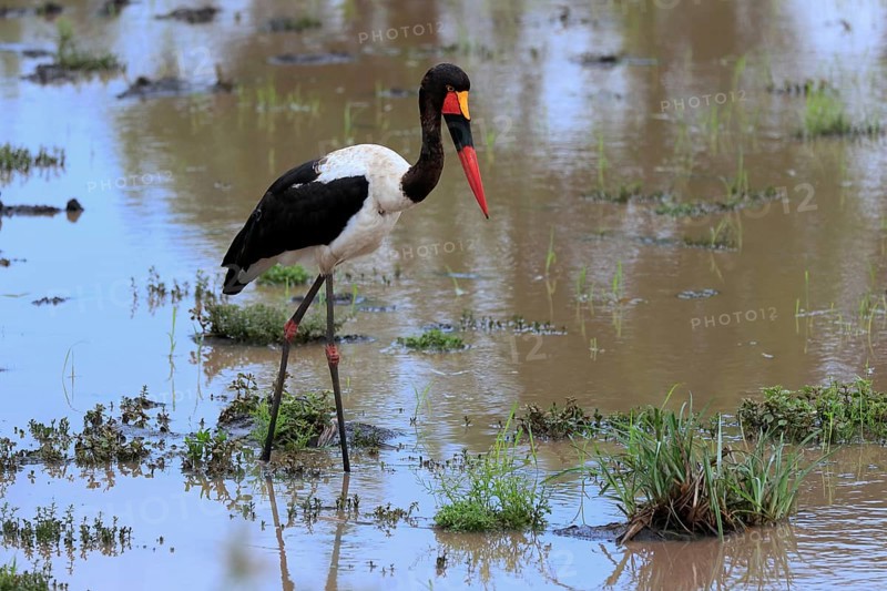 Saddle-billed stork (Ephippiorhynchus senegalensis), adult, foraging, in the water, Kruger National Park, Kruger National Park, South Africa, Africa