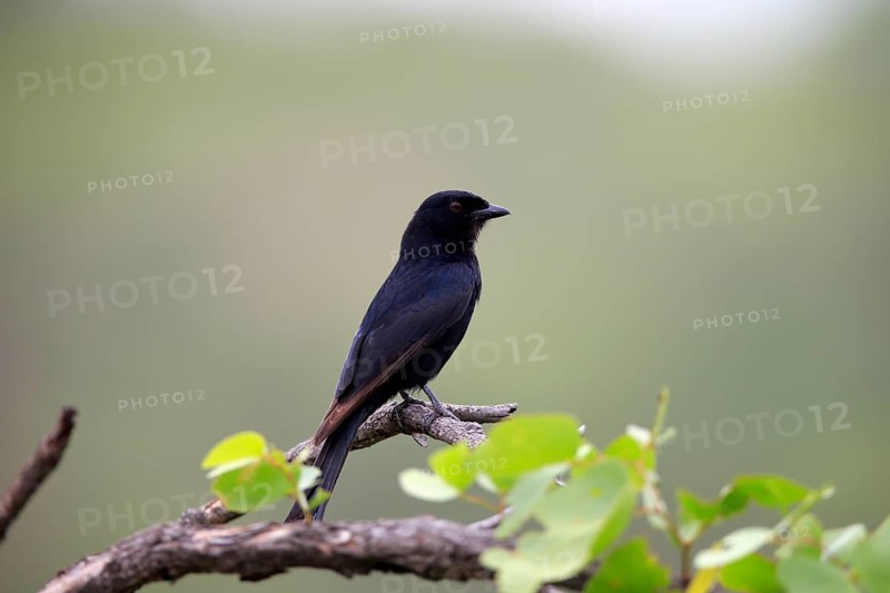 Fork-tailed drongo (Dicrurus adsimilis), adult on tree, Kruger National Park, Kruger National Park, South Africa, Africa