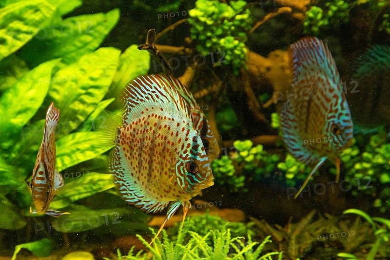 Colorful Discus fish floating in the aquarium with decorative water plants background