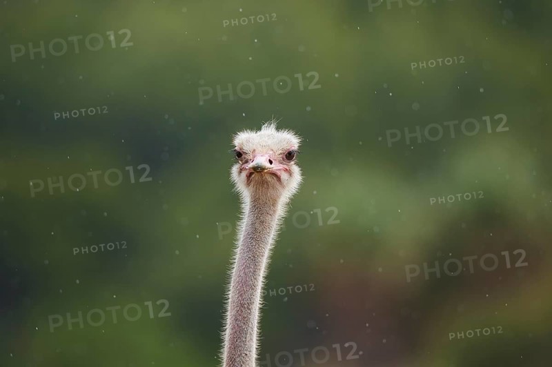 Common ostrich (Struthio camelus) in the rain, portrait, captive, distribution Africa