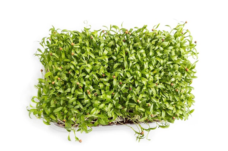 Plastic box with microgreen sprouts of cilantro isolated on white background. Top view, flat lay, close up