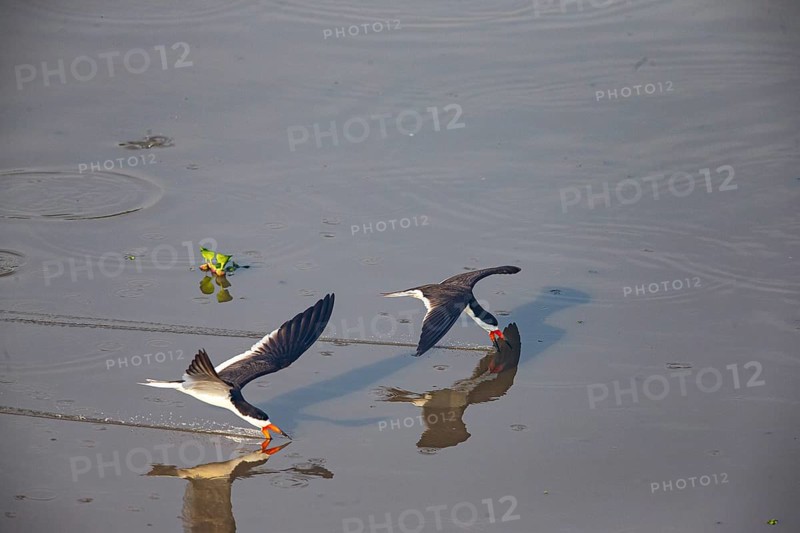 Black-mantled cranesbill (Rynchops nigra) Pantanal Brazil