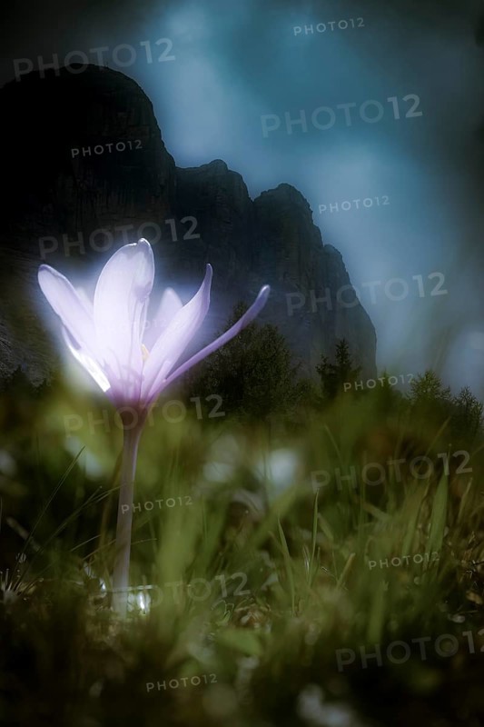Meadow saffron (Colchicum autumnale) in front of Dolomite peak, Corvara, Dolomites, Italy, Europe
