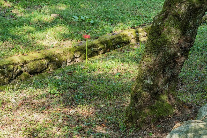 Single spider lily growing next to man made gully in mountain park in Gimje-si, South Korea, Asia