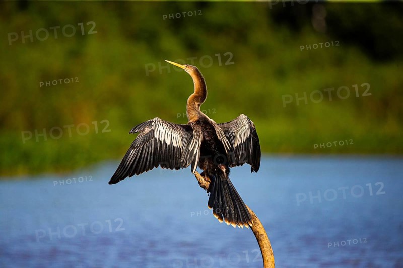 American darter (Anhinga anhinga) Pantanal Brazil