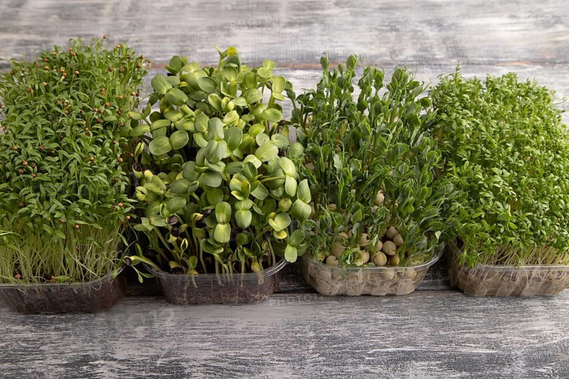 Set of boxes with microgreen sprouts of green pea, cilantro, sunflower, watercress on gray wooden background. Side view, copy space