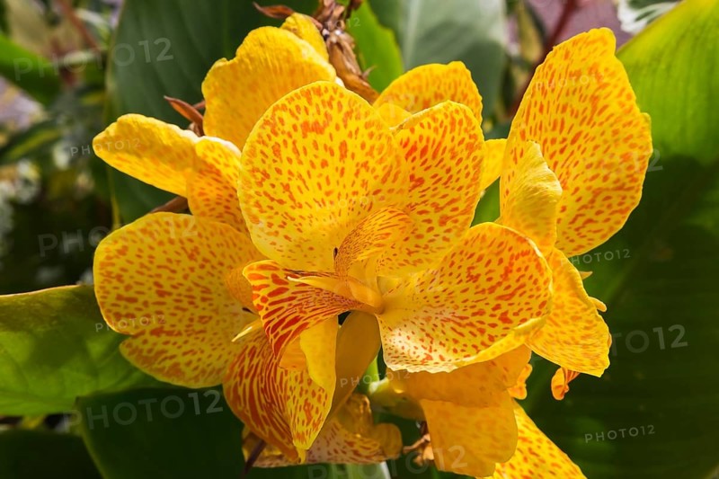 Yellow and orange Indian Shot (Canna) in summer, Quebec, Canada, North America