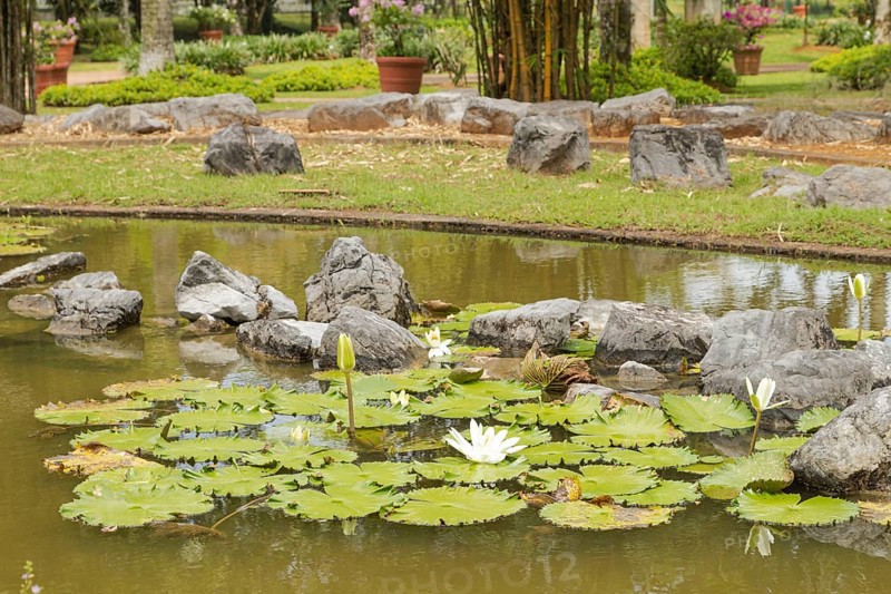 Palm collection in city park in Kuching, Malaysia, tropical garden with large trees, pond with small waterfall, waterlily, gardening, landscape design. Daytime with cloudy blue sky, Asia