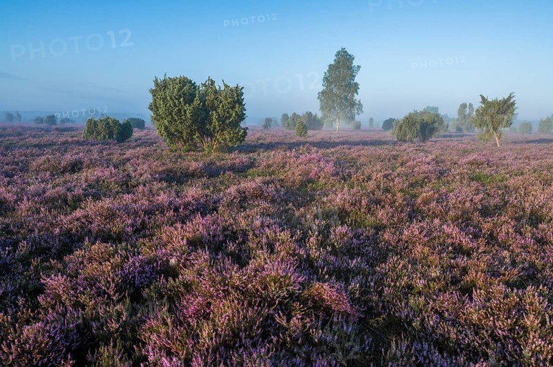 Heath landscape, flowering common heather (Calluna vulgaris), birch (Betula), common juniper (Juniperus communis), blue sky, Lueneburg Heath, Lower Saxony, Germany, Europe