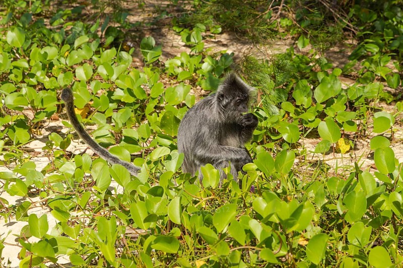 Silvery lutung or silvered leaf langur monkey (Trachypithecus cristatus) feeding in Bako national park on the sand beach. Borneo, Malaysia, Asia