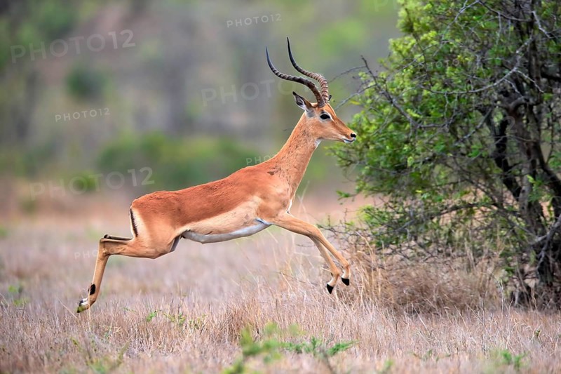 Black Heeler Antelope, (Aepyceros melampus), adult, male, jumping, Sabi Sand Game Reserve, Kruger National Park, Kruger National Park, South Africa, Africa