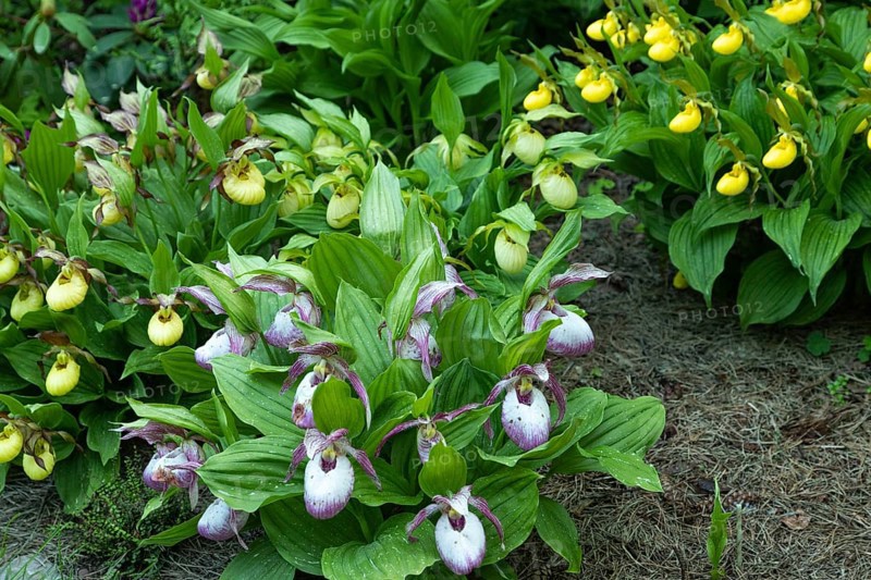 Beautiful orchid flowers of yellow and pink color with green leaves in the garden. Lady's-slipper hybrids. Close up