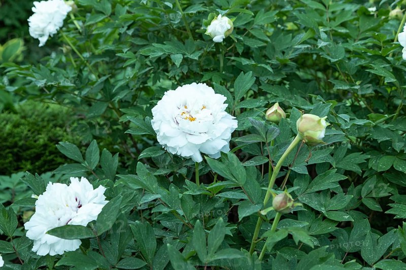 Beautiful peony flowers of white color with green leaves in the garden