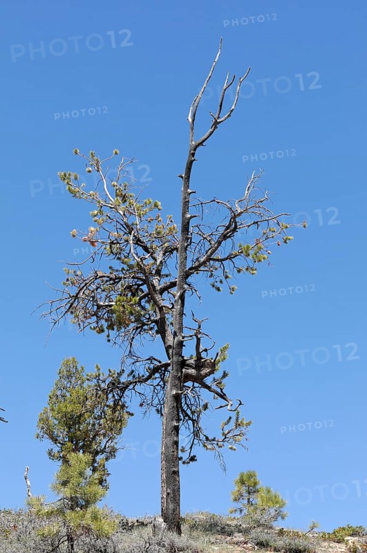 Tree at the canyon rim, Bryce Canyon National Park, Utah, USA, North America