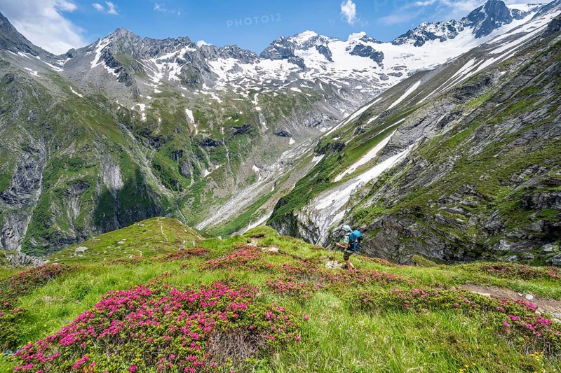 Mountaineer on hiking trail in picturesque mountain landscape with blooming alpine roses, in the background mountain peak Grosser Loeffler and Oestliche Floitenspitze with glacier Floitenkees, valley Floitengrund, Berliner Hoehenweg, Zillertal Alps, Tyrol, Austria, Europe