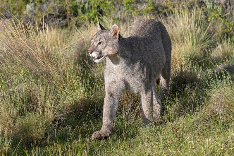 Cougar (Cougar concolor), silver lion, mountain lion, cougar, panther, small cat, Torres del Paine National Park, Patagonia, end of the world, Chile, South America