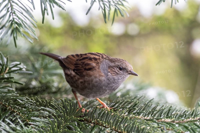Dunnock (Prunella modularis), Emsland, Lower Saxony, Germany, Europe