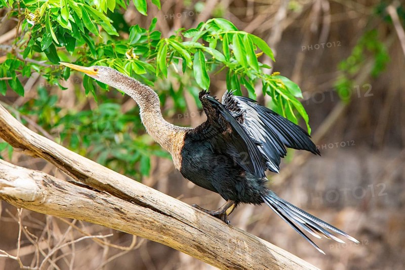 American darter (Anhinga anhinga) Pantanal Brazil