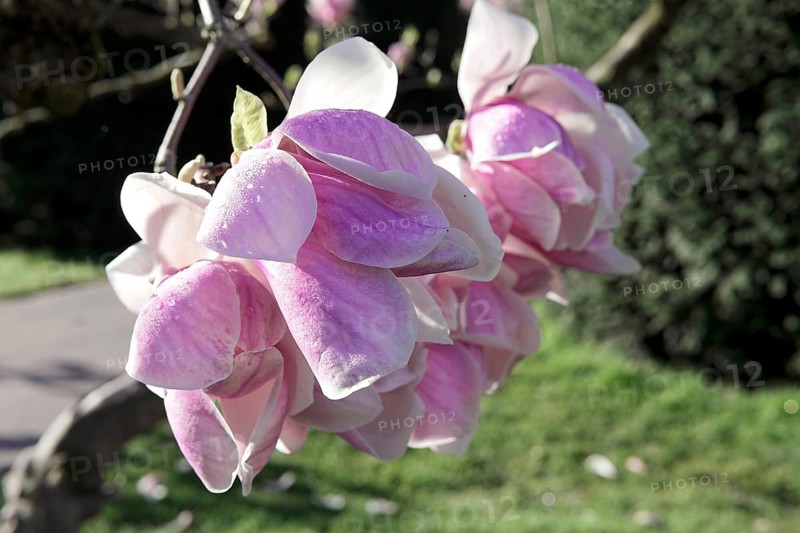 Magnolias (Magnolia), blossom, Baden-Wuerttemberg, Germany, Europe