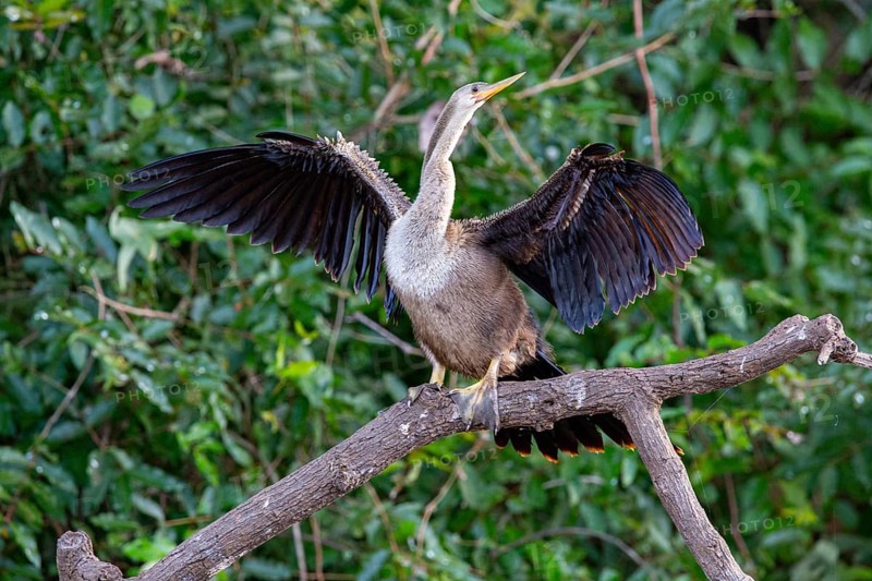American darter (Anhinga anhinga) Pantanal Brazil