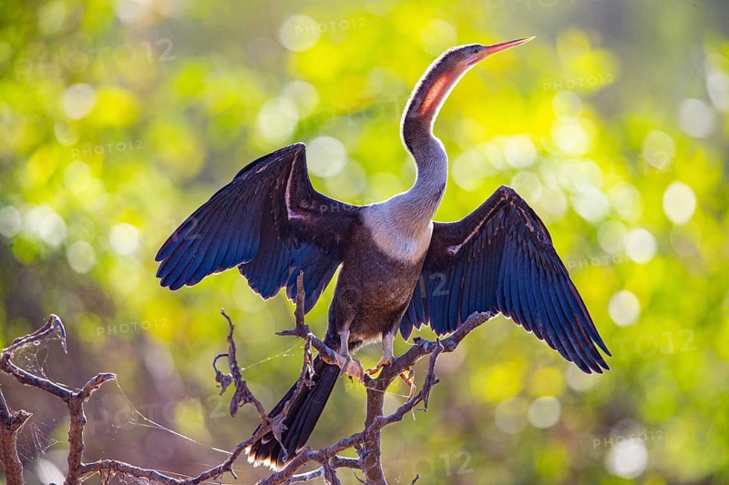 American darter (Anhinga anhinga) Pantanal Brazil