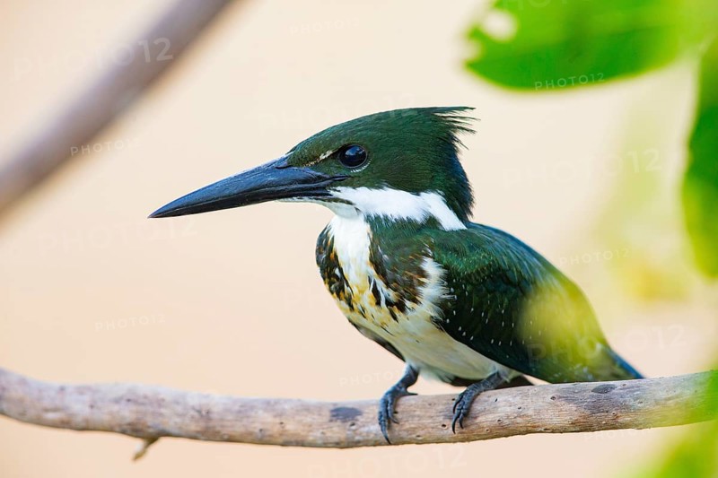 Amazon kingfisher (Chloroceryle amazona) Pantanal Brazil