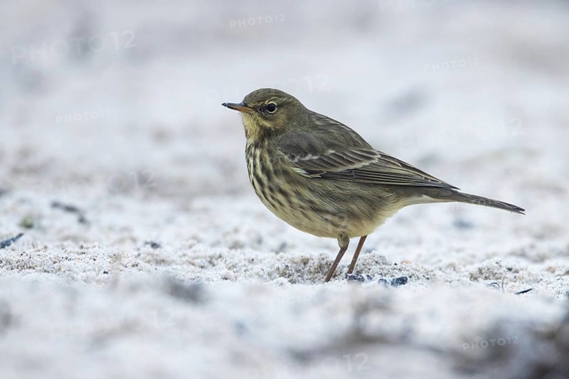 Beach pipit, Heligoland