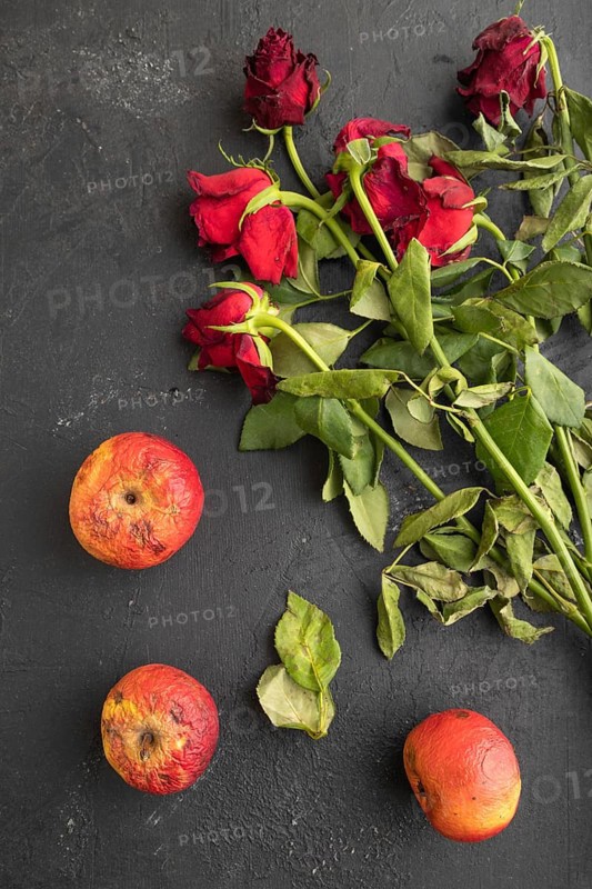Withered, decaying, roses flowers and apples on black concrete background. top view, flat lay, close up, still life. Death, depression concept