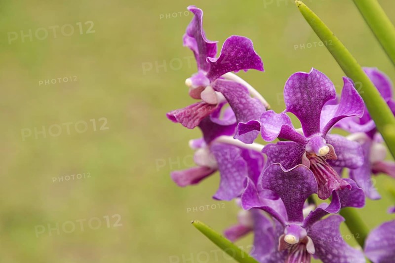 Purple vanda orchid flower in botanical garden, selective focus, copy space, malaysia, Kuching orchid park